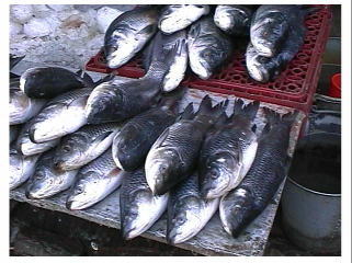 �l�p�[���B�ꌩ����������