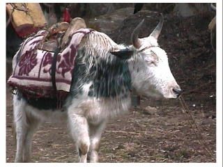 �ז��̋��E�u�]�b�L���v���ɂ��ƂȂ����B