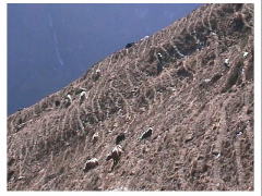 ���N�̕��q�n�B�}�Ζʂ̂��ߐ����Ƀ��N�����Ȗ͗l