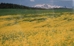 �����̎R�͏�����B��O�͂Ђ܂�蔨�H