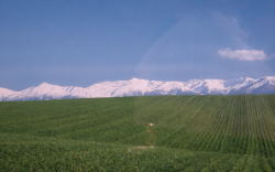 �L�����Ɋ����̗l�q