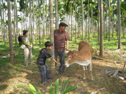 �l�Ȃ������q���B