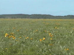 �G�]�J���]�E�̑�Q���n