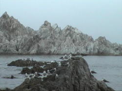 ��y���l�̔�����ΌQ