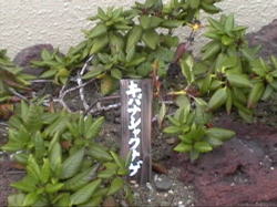 �L�o�i�V���N�i�Q