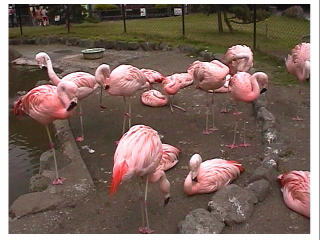 �s���N�̋���