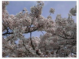 �����R�̂�����