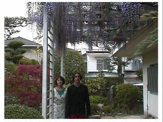 ���̉Ԃ����ꂢ