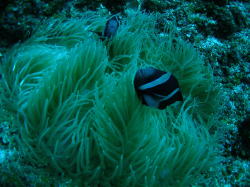 �C�\�M���`���N�ƃN�}�m�~