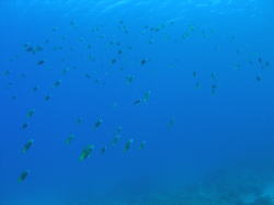 ���F���M�ы�