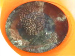 �����K�l�ŎX�������