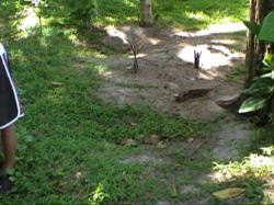 �C�T�̎Y����