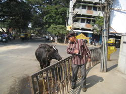 ���͉䂪����ŕ������