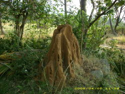 �P���ʂ̋a��