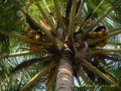 ������Ƃ���ɃR�R�i�c���V