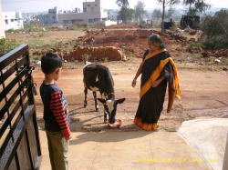 �����H���ɗ���q��