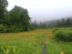 �j�b�R�[�L�X�Q