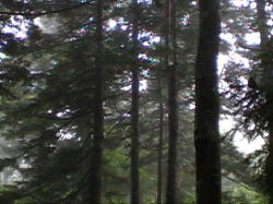 �K�X���������Ă���