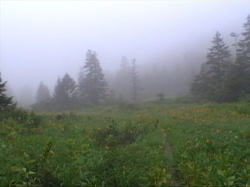 �K�X�ɕ�܂�n�G�̐��E�ɁE�E�E