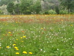 ���̋󂫒n�͉Ԉ�t