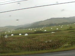 ���a�Q���̖q���̃r�j�[����݁B�k�C���̖q���n�̍L�傳�����������Ă����