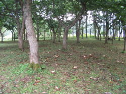 �Pha�����낤���Ǝv����L���̃N����