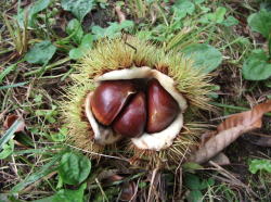 �傫���ė��h�ȌI������