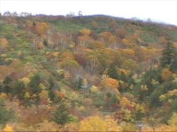 �g�t�͗΂��������Ă���̂��ǂ�