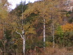 �����̔������̃R���g���X�g���ǂ�