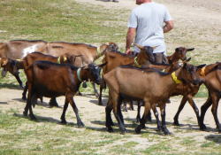 ���q�͋����傾���r���͂��߂Č���