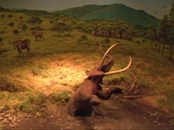 �������ꂽ�i�E�}���ۂ͏��ɂ͂܂��ĉ��΂ɂȂ���