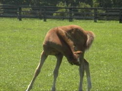 ���킢���q�n