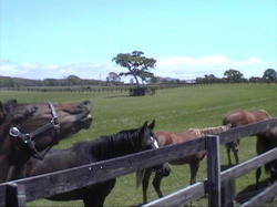 �Ȃɂ��΂��Ă���I�I