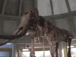 �i�E�}���ۂ̍��i