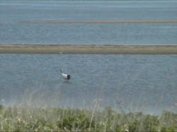 ���A�΂ɒ߂�����