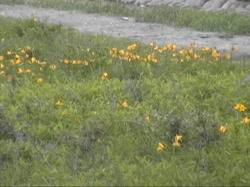 �G�]�J���]�E�̌Q��