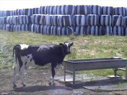 �������q���̓r�j�[���ō���