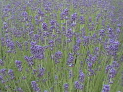 ���x���_�[