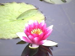 �r�ɂ͘@�̉Ԃ��E�E�E