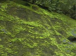 �R���ɑۂ��r�b�V���Ŕ���������