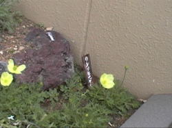 ���V���q�i�Q�V