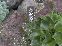 �E���b�v�\�E