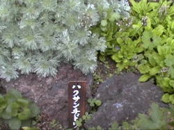 �n�N�T���`�h��