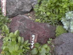 �q���C�Y�C