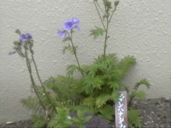 ���u���n�i�V�m�u