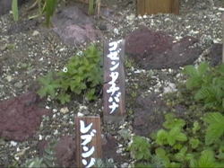 �S�[���^�`�o�i