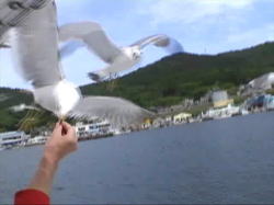 �肸����G�T�����E�~�l�R����