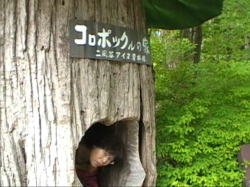 �R���|�b�N�̉�