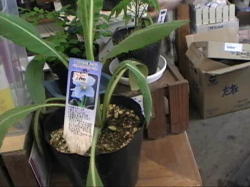 �q�}�����̐��P�V�̗t