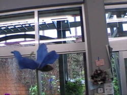 �q�}�����̐��P�V�̉�